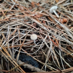 Cystolepiota sp. at suppressed - suppressed