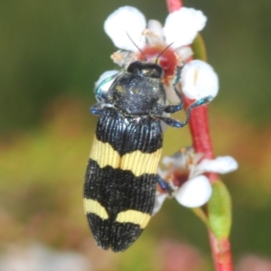 Castiarina bifasciata at Namadgi National Park - 30 Dec 2023