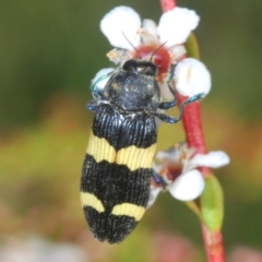 Castiarina bifasciata (Jewel beetle) at Mount Clear, ACT - 30 Dec 2023 by Harrisi