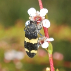 Castiarina bifasciata at Namadgi National Park - 30 Dec 2023