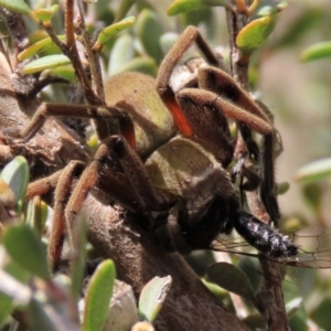 Pompilidae (family) at Top Hut TSR - 11 Nov 2023