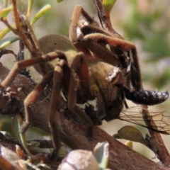 Pompilidae (family) at Top Hut TSR - 11 Nov 2023