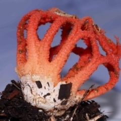 Colus hirudinosus at Ormiston, QLD - 25 Dec 2023 07:58 AM