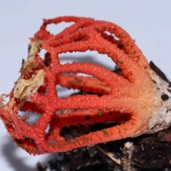 Colus hirudinosus at Ormiston, QLD - 25 Dec 2023 07:58 AM