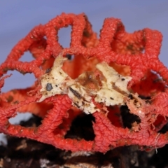 Colus hirudinosus at Ormiston, QLD - 25 Dec 2023 07:58 AM