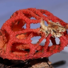 Colus hirudinosus at Ormiston, QLD - 25 Dec 2023 07:58 AM