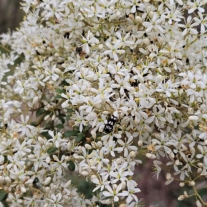 Bursaria spinosa at The Pinnacle - 31 Dec 2023