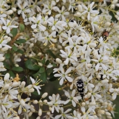 Bursaria spinosa at The Pinnacle - 31 Dec 2023