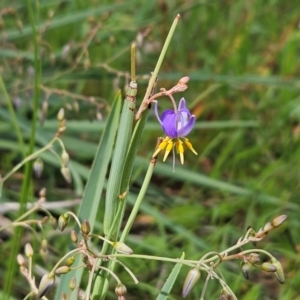 Dianella sp. aff. longifolia (Benambra) at The Pinnacle - 31 Dec 2023 03:56 PM