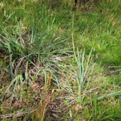 Dianella sp. aff. longifolia (Benambra) at The Pinnacle - 31 Dec 2023 03:56 PM