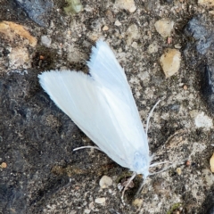 Tipanaea patulella (A Crambid moth) at Parkes, ACT - 2 Jan 2024 by Hejor1