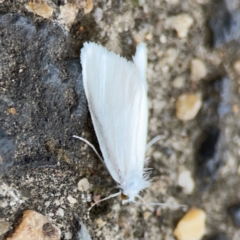 Tipanaea patulella at Mount Ainslie to Black Mountain - 2 Jan 2024 06:25 PM