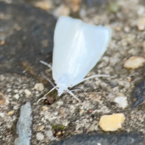 Tipanaea patulella at Mount Ainslie to Black Mountain - 2 Jan 2024 06:25 PM