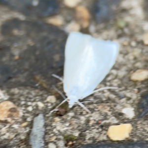 Tipanaea patulella at Mount Ainslie to Black Mountain - 2 Jan 2024 06:25 PM