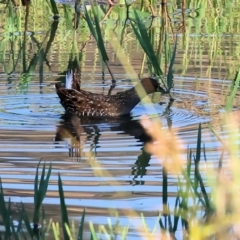 Porzana fluminea (Australian Spotted Crake) at Huon Creek, VIC - 2 Jan 2024 by KylieWaldon