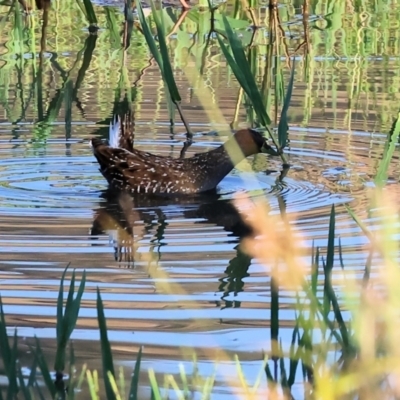 Porzana fluminea (Australian Spotted Crake) at Wodonga - 2 Jan 2024 by KylieWaldon