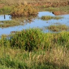 Porzana fluminea at Wodonga - 3 Jan 2024