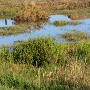 Porzana fluminea at Wodonga - 3 Jan 2024