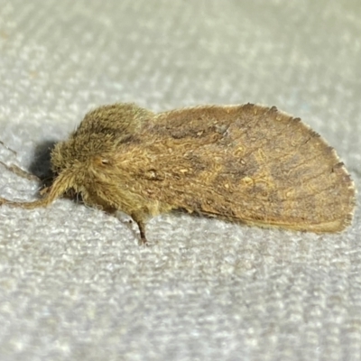 Oncopera rufobrunnea (Brown Corby) at Numeralla, NSW - 28 Dec 2023 by SteveBorkowskis