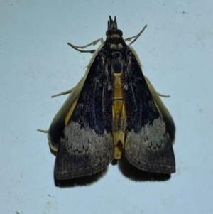 Uresiphita ornithopteralis at Numeralla, NSW - suppressed