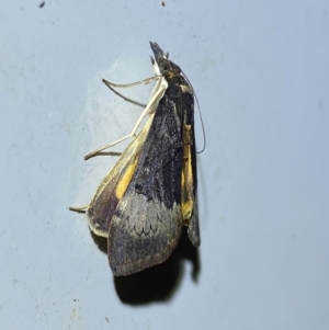 Uresiphita ornithopteralis at Numeralla, NSW - suppressed