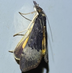 Uresiphita ornithopteralis at Numeralla, NSW - 28 Dec 2023