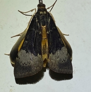 Uresiphita ornithopteralis at Numeralla, NSW - suppressed