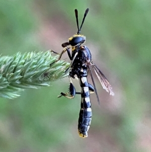 Miltinus sp. (genus) at Numeralla, NSW - suppressed