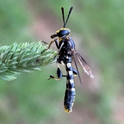 Miltinus sp. (genus) (Miltinus mydas fly) at Numeralla, NSW - 28 Dec 2023 by SteveBorkowskis