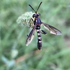 Miltinus sp. (genus) at Numeralla, NSW - suppressed