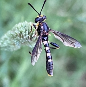 Miltinus sp. (genus) at Numeralla, NSW - suppressed