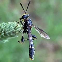 Miltinus sp. (genus) at Numeralla, NSW - suppressed