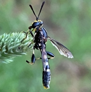 Miltinus sp. (genus) at Numeralla, NSW - suppressed