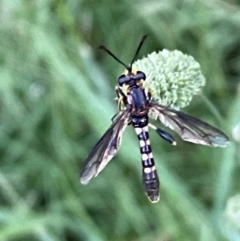 Miltinus sp. (genus) at Numeralla, NSW - suppressed