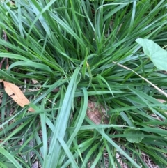 Nassella neesiana (Chilean Needlegrass) at Hackett, ACT - 2 Jan 2024 by waltraud