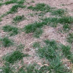 Nassella neesiana at Mount Majura - 2 Jan 2024