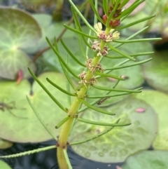 Myriophyllum sp. (Water-milfoil) at Bendoura, NSW - 1 Jan 2024 by JaneR