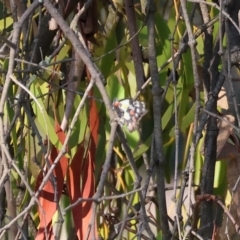 Delias aganippe (Spotted Jezebel) at WREN Reserves - 3 Jan 2024 by KylieWaldon