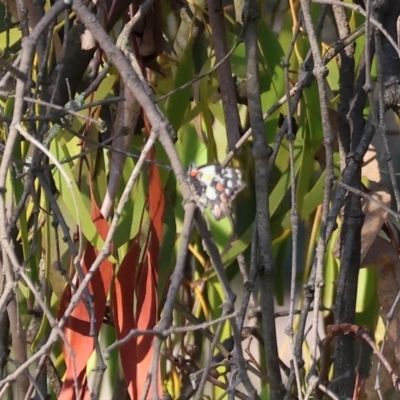 Delias aganippe (Spotted Jezebel) at WREN Reserves - 2 Jan 2024 by KylieWaldon