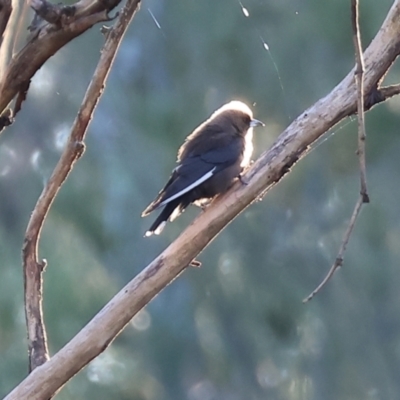 Artamus cyanopterus cyanopterus (Dusky Woodswallow) at Wodonga - 2 Jan 2024 by KylieWaldon