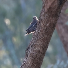 Artamus cyanopterus at Monitoring Site 105 - Remnant - suppressed