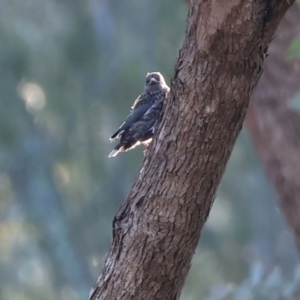 Artamus cyanopterus at Monitoring Site 105 - Remnant - suppressed