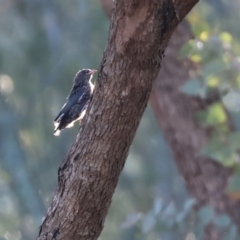 Artamus cyanopterus at Undefined Area - suppressed