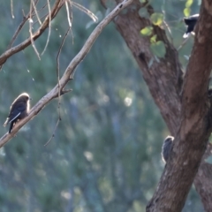 Artamus cyanopterus at Monitoring Site 105 - Remnant - suppressed