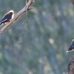 Artamus cyanopterus at Undefined Area - suppressed