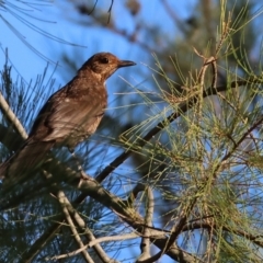 Turdus merula (Eurasian Blackbird) at Huon Creek, VIC - 2 Jan 2024 by KylieWaldon