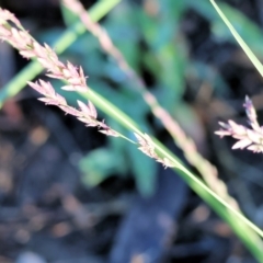 Eragrostis elongata (Clustered Lovegrass) at Wodonga - 3 Jan 2024 by KylieWaldon