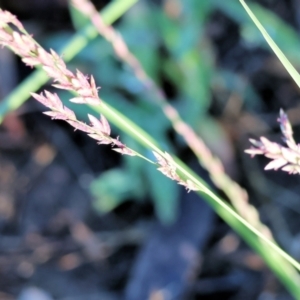 Eragrostis elongata at Wodonga - 3 Jan 2024 06:23 AM