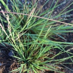 Eragrostis elongata at Wodonga - 3 Jan 2024