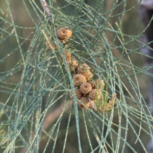 Casuarina cunninghamiana subsp. cunninghamiana at Wodonga - suppressed